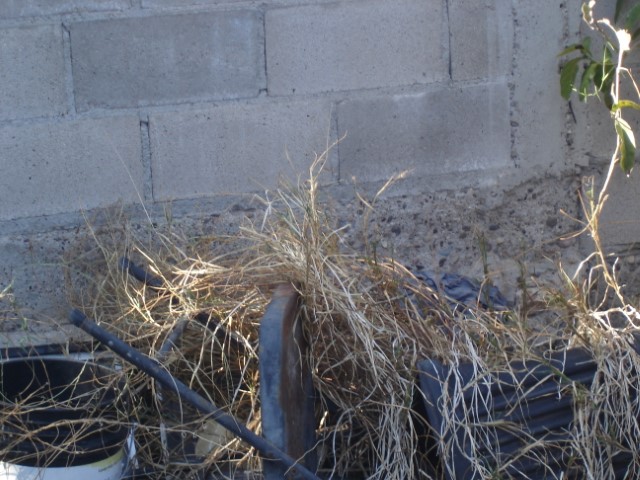 picture of an old chair surrounded by overgrown grass.